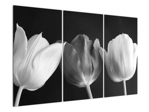 Černobílý obraz - tři tulipány