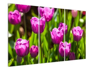 Obraz kvetoucích tulipánů