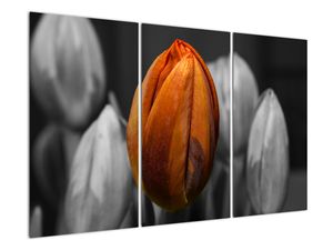 Oranžový tulipán mezi černobílými - obraz