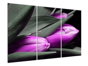 Obraz fialových tulipánů