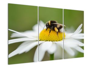 Obraz detailu kopretiny