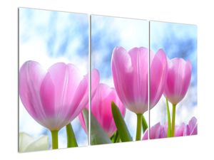 Obraz růžových tulipánů