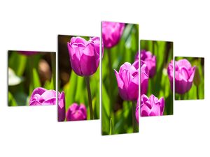 Obraz kvetoucích tulipánů