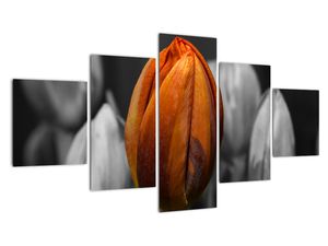 Oranžový tulipán mezi černobílými - obraz