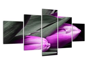Obraz fialových tulipánů