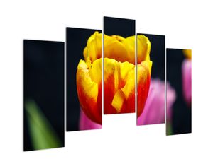 Obraz tulipánu