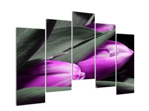 Obraz fialových tulipánů