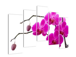 Obraz orchidejí na zeď