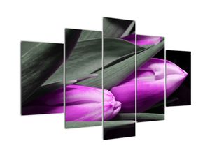 Obraz fialových tulipánů