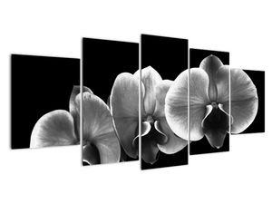 Černobílý obraz - orchidej