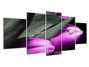 Obraz fialových tulipánů