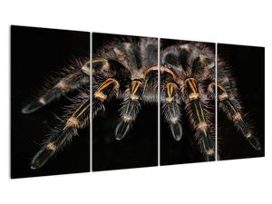Obraz tarantule