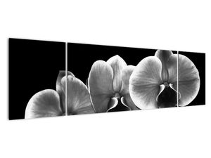 Černobílý obraz - orchidej