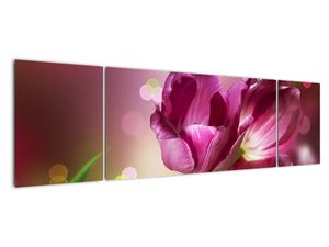 Obraz tulipánů