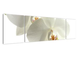 Obraz orchideje