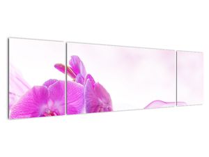 Obraz orchideje