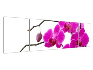 Obraz orchidejí na zeď