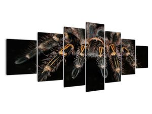 Obraz tarantule