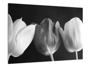 Černobílý obraz - tři tulipány