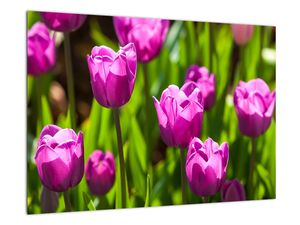Obraz kvetoucích tulipánů