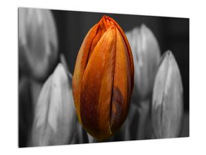 Oranžový tulipán mezi černobílými - obraz