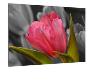 Obraz červeného tulipánu na černobílém pozadí