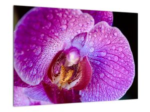 Obraz orchideje