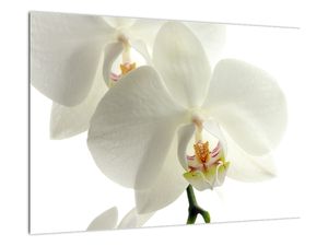 Obraz orchideje