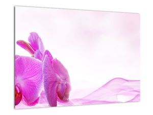 Obraz orchideje