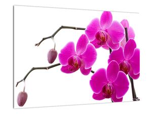 Obraz orchidejí na zeď