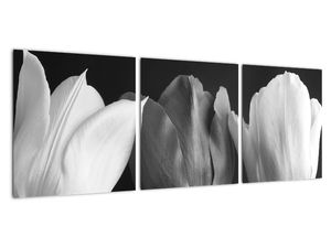 Černobílý obraz - tři tulipány