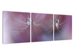 Obraz - květ s kapkami vody