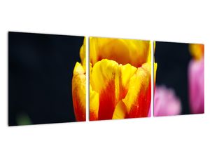 Obraz tulipánu