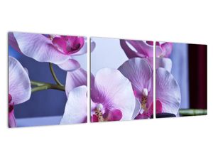Obraz orchideje