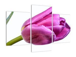 Obraz růžového tulipánu