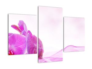 Obraz orchideje